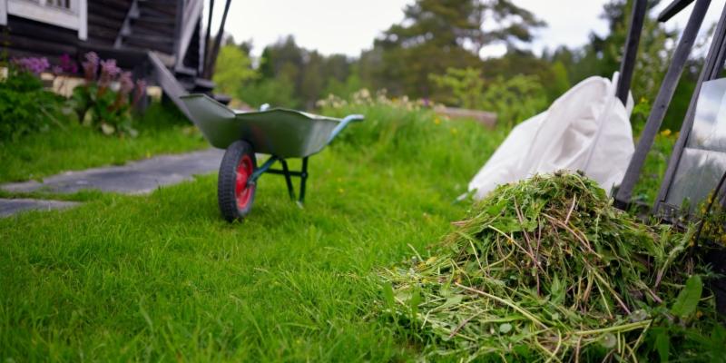 reseeding lawn